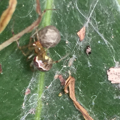 Araneae