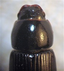 Calamosternus granarius