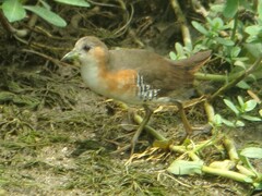 Laterallus melanophaius