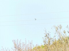 Todiramphus sanctus vagans