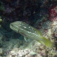 Anyperodon leucogrammicus