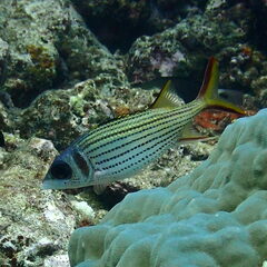 Neoniphon sammara