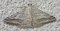 Digrammia pallorata