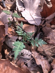 Polymnia laevigata