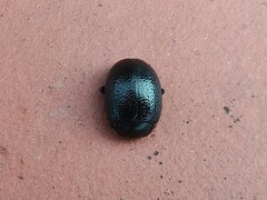 Chrysolina vernalis