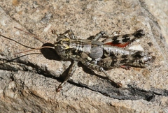 Agroecotettix modestus