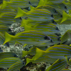 Lutjanus kasmira