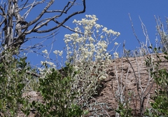 Pseudognaphalium canescens