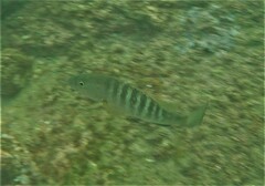 Lutjanus novemfasciatus