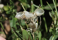 Menodora