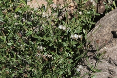 Menodora