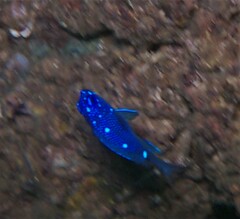 Microspathodon dorsalis