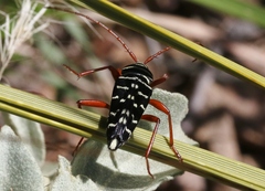 Placosternus erythropus