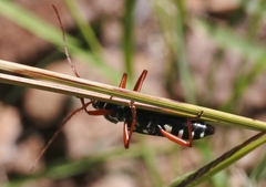 Placosternus erythropus