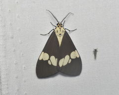 Nyctemera lacticinia