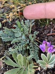 Oxytropis besseyi