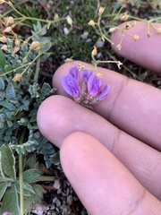 Oxytropis besseyi
