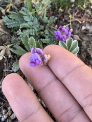 Oxytropis besseyi