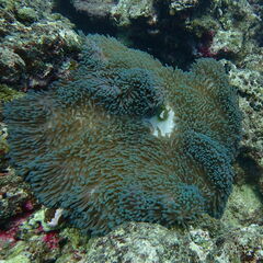 Heteractis magnifica