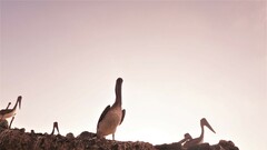 Pelecanus occidentalis