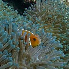 Amphiprion perideraion
