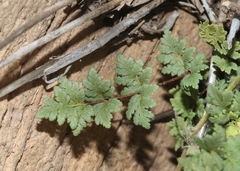 Myriopteris wrightii