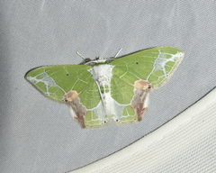 Protuliocnemis partita