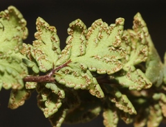 Myriopteris wrightii