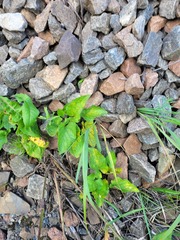 Viola hirta