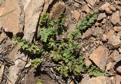 Myriopteris wrightii