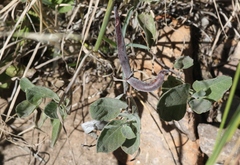 Mandevilla macrosiphon