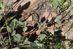 Mandevilla macrosiphon