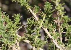 Baccharis pteronioides