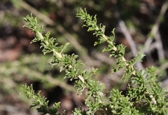 Baccharis pteronioides