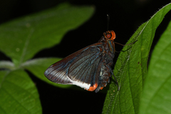 Thracides cleanthes