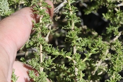 Baccharis pteronioides