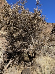 Celtis reticulata