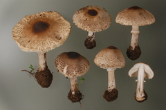 Macrolepiota phaeodisca