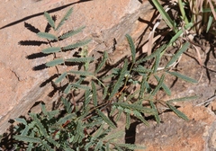 Hoffmannseggia glauca