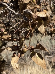 Celtis reticulata