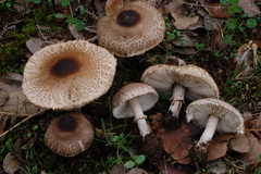Macrolepiota phaeodisca