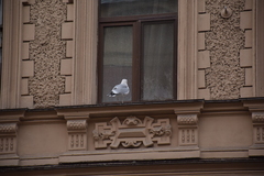Larus argentatus