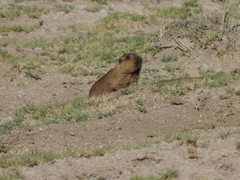 Ctenomys