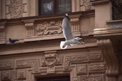 Larus argentatus