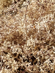 Tidestromia lanuginosa