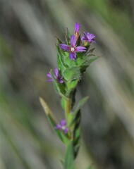 Epilobium densiflorum