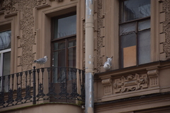 Larus argentatus