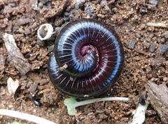 Ommatoiulus lusitanus