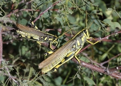 Schistocerca albolineata