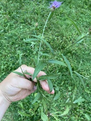 Centaurea × moncktonii
